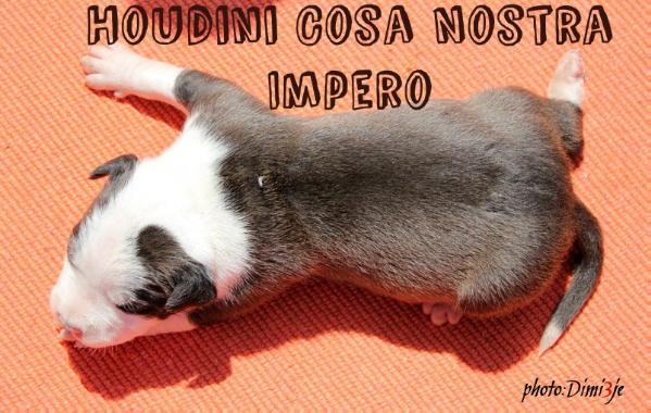 Houdini cosa nostra impero | American Staffordshire Terrier 