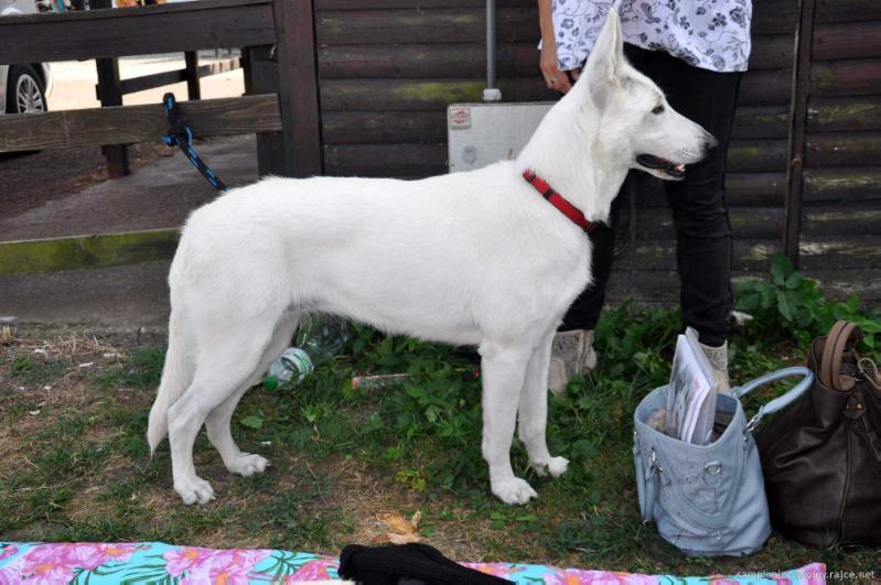 BAYA Acabo Czech | White Swiss Shepherd Dog 