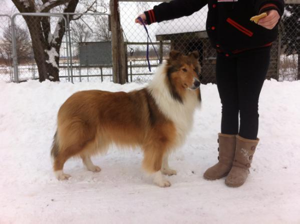 Sollis Inspiration | Rough Collie 