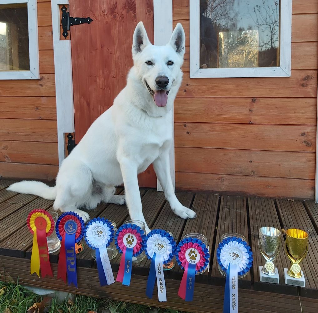 Born to Win Warrior Siciliano | White Swiss Shepherd Dog 