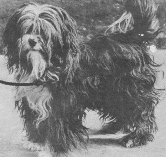 KRYSANTS DJIGME | Tibetan Terrier 