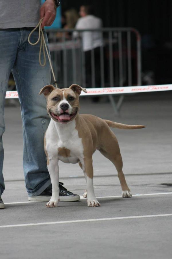 H'Abby | American Staffordshire Terrier 