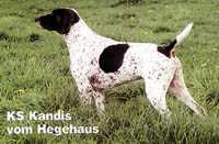 Kandis KS vom Hege-Haus | German Shorthaired Pointer 