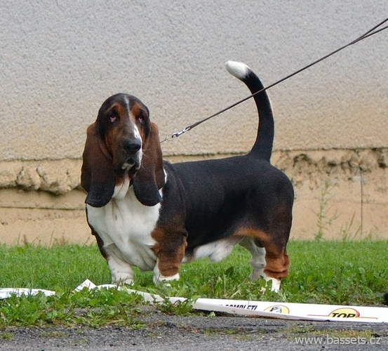 Navaro Lady Barnett's | Basset Hound 