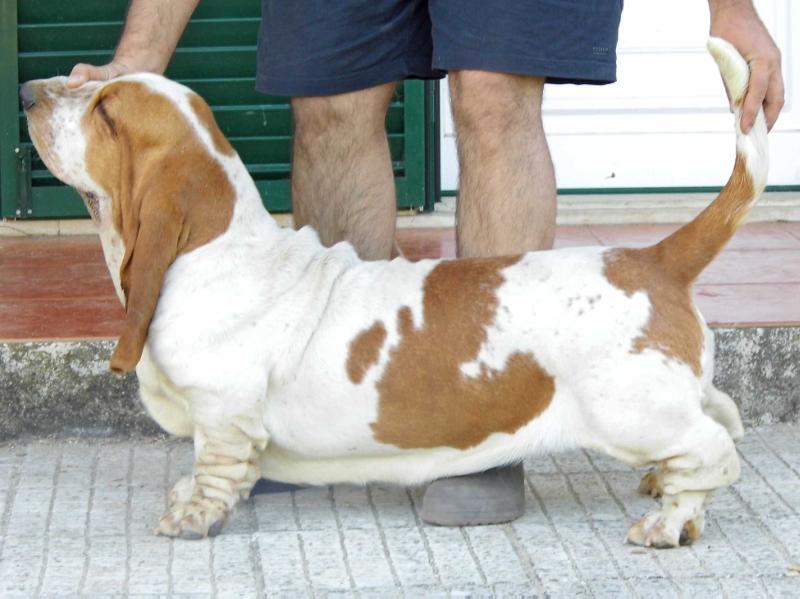 Jazzyhounds After Hours | Basset Hound 