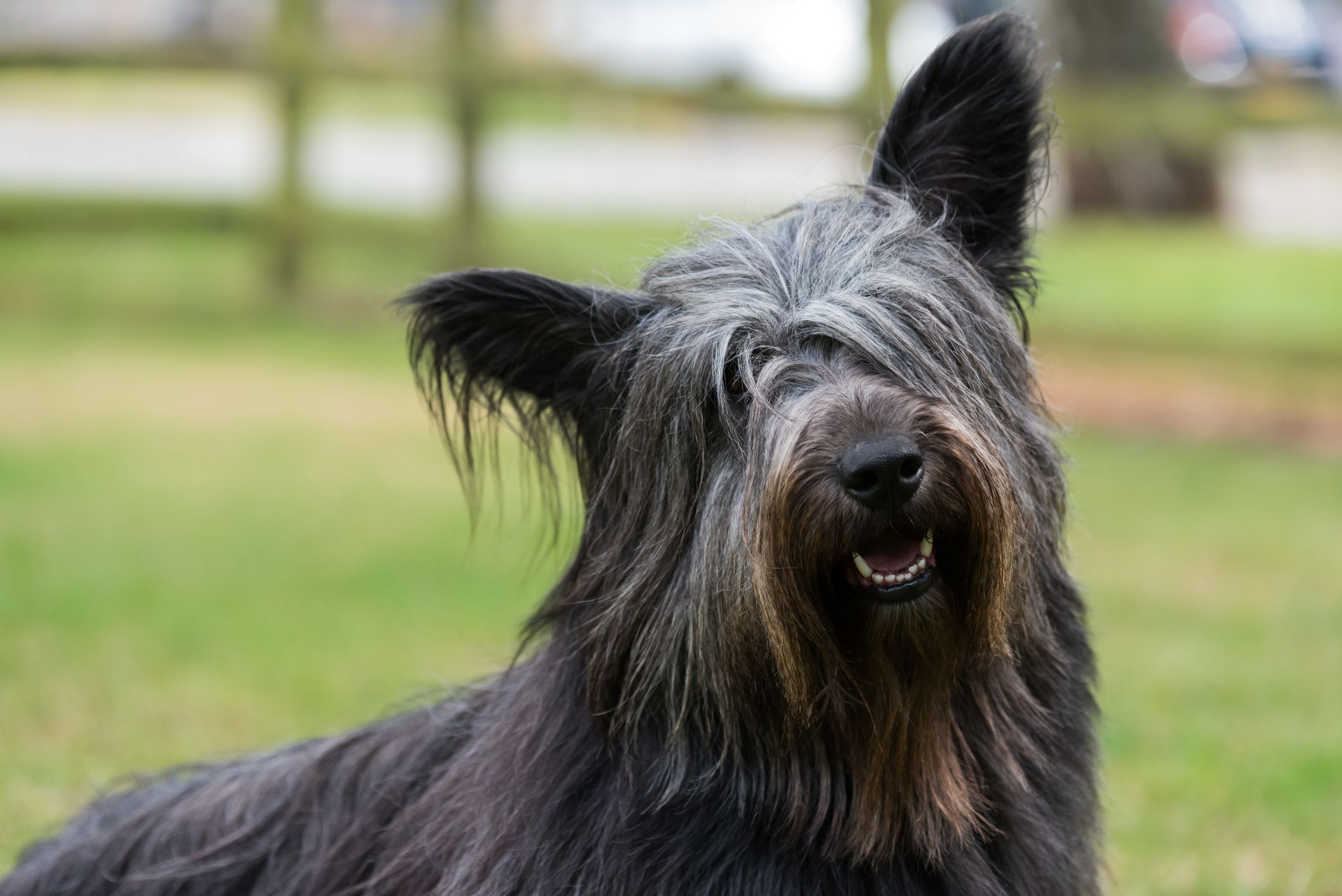 Skye Terrier Skye Terrier
