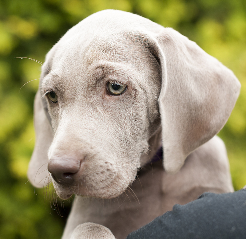 Weimaraner