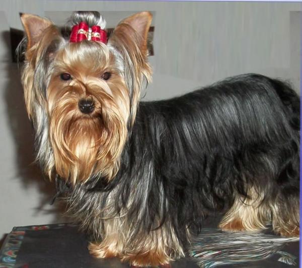 Belle et Petit Narnia (Beltran) MEX. FCI. | Yorkshire Terrier 