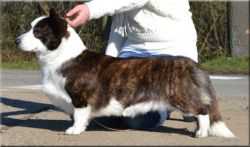 Phi-Vestavia Walk This Way ROMb | Cardigan Welsh Corgi 