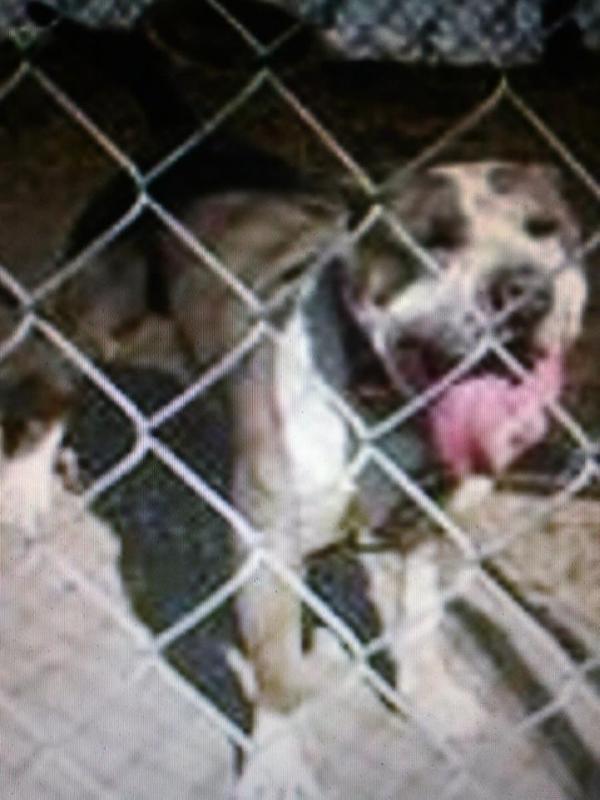JOHNSONS BUTCH | American Pit Bull Terrier 