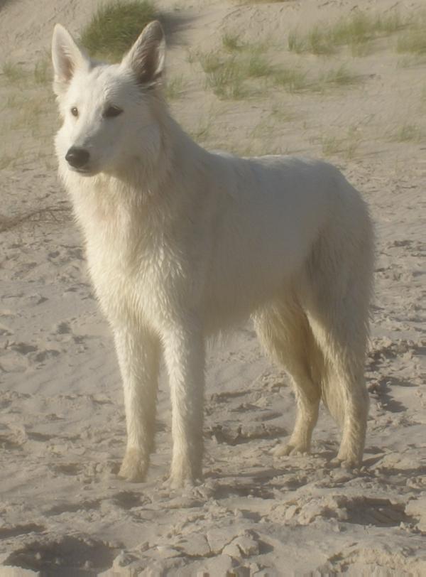 Bluemoon of Atlin Mountain Blizzards | White Swiss Shepherd Dog 