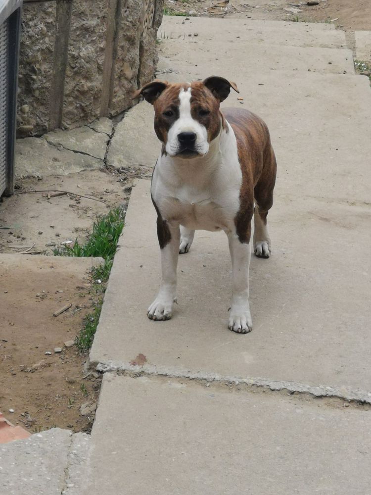 Robustaff Brindle Brigit Jones | American Staffordshire Terrier 