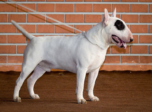 Resident Evil Hexeside (FCI) | Bull Terrier 