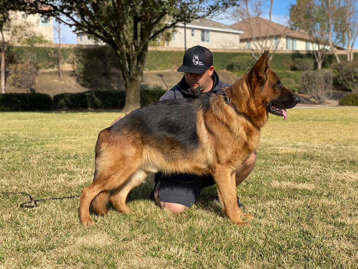 Atze II | German Shepherd Dog 