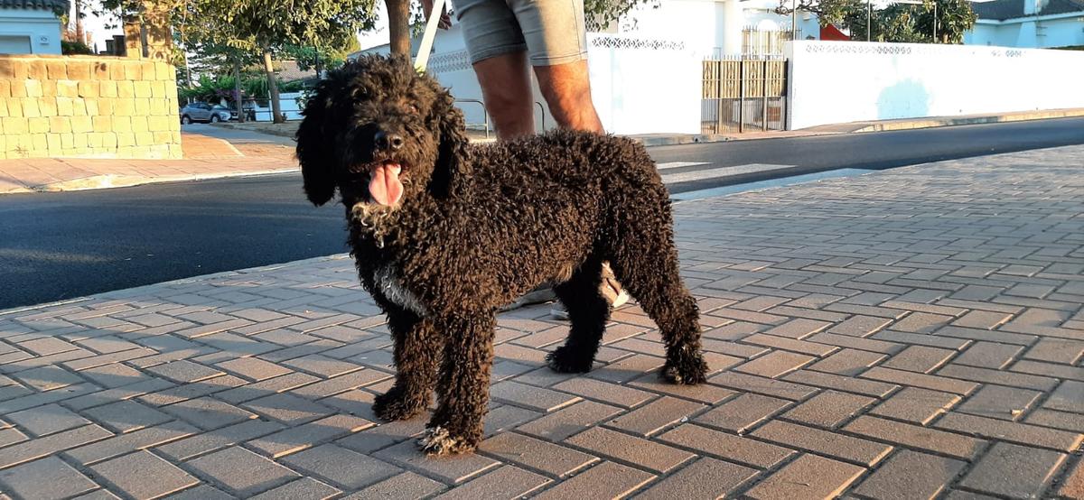 Lepe de Fraguel´s | Spanish Water Dog 