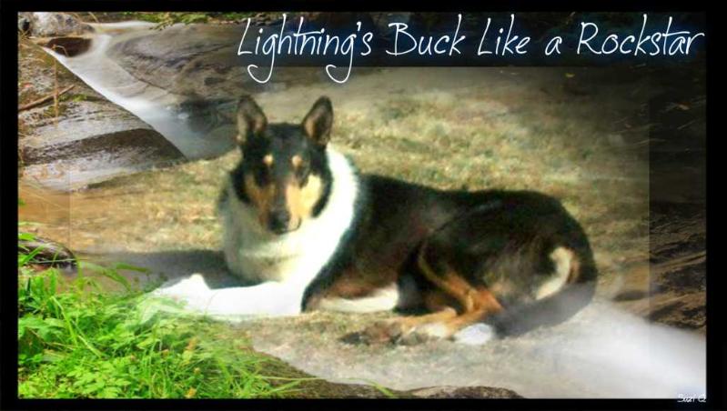 Lightning's Buck Like A Rockstar | Smooth Collie 