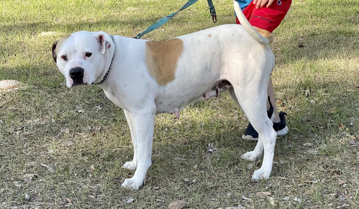 Madam Charlotte Turnis | American Bulldog 