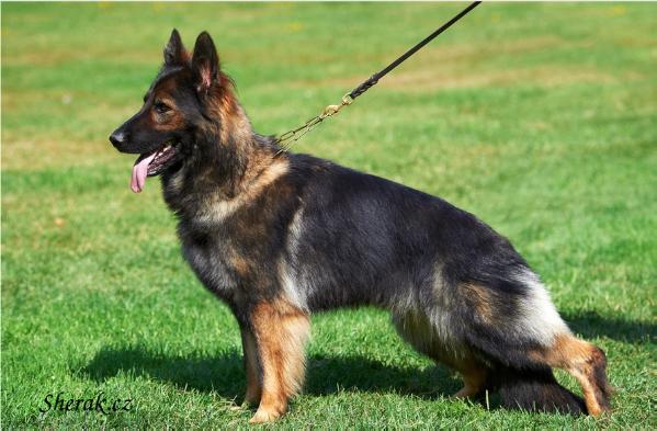 Rozárka z Ditcina dvora | German Shepherd Dog 