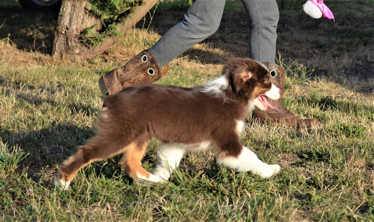 Trails Ends Rowan Oak | Australian Shepherd 