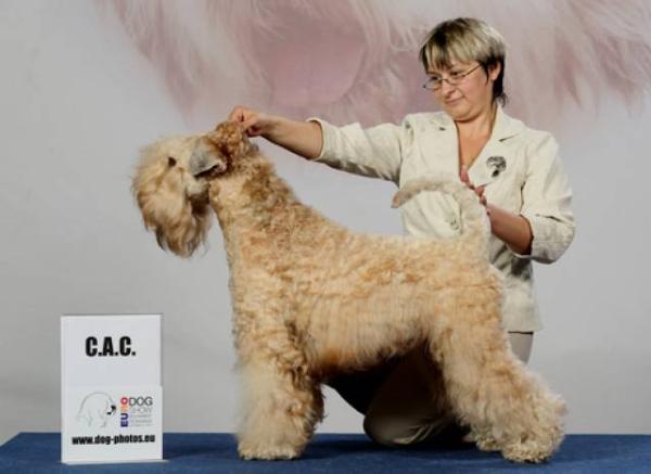 Bon Aquarel Key To Success | Soft Coated Wheaten Terrier 