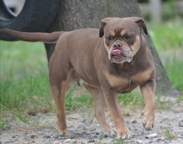 Latch's Bulls Latté | Olde English Bulldogge 