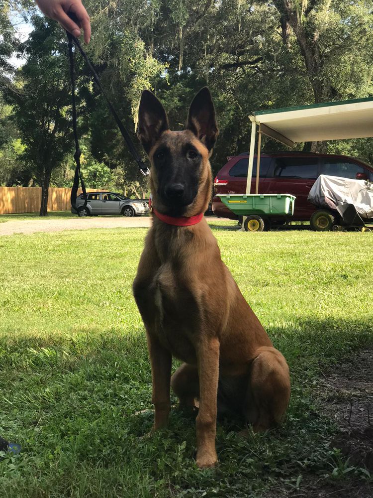 X’Anax De Southernwind | Belgian Malinois 