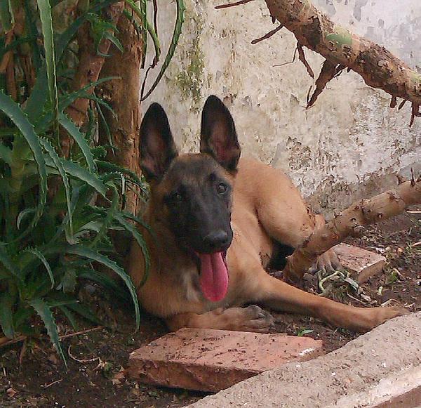 Utopie du Clos de Savoie | Belgian Malinois 