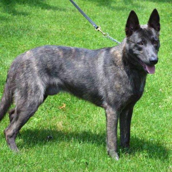 Cher Car's Blue Lunar Rush | Dutch Shepherd 