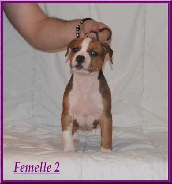 NINA FOR RED STRONG QUALITY BY GOLD BLACK MOUNTAIN | American Staffordshire Terrier 