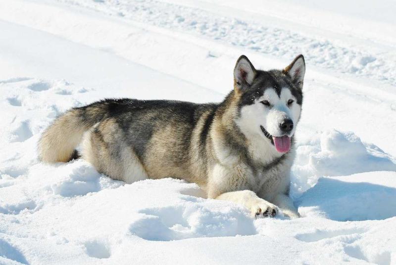 World Glory Lavanda | Alaskan Malamute 