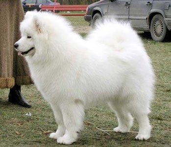 Calypso for Sonata Arctica des Lumieres de L'Ostrevant | Samoyed 