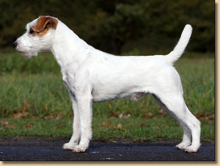 Rednock Havealot | Parson Russell Terrier 