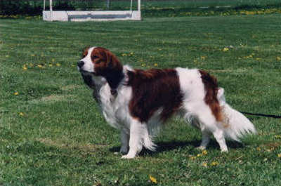 Manusia's Randy | Kooikerhondje 