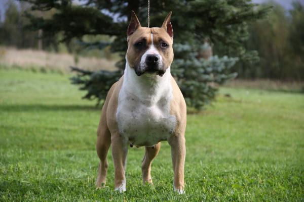 OLIVIA Tipit Z Hanky | American Staffordshire Terrier 