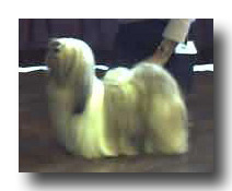 Britroys Dreams For Sale at Kutani | Lhasa Apso 