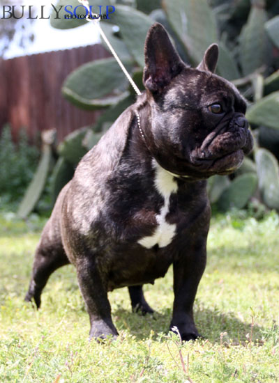 Chavez Fifi La Rue | French Bulldog 