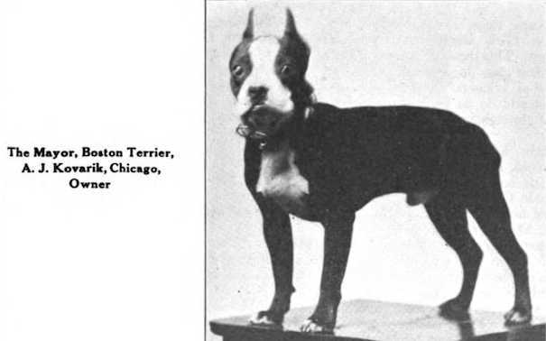 The Major (196318) | Boston Terrier 