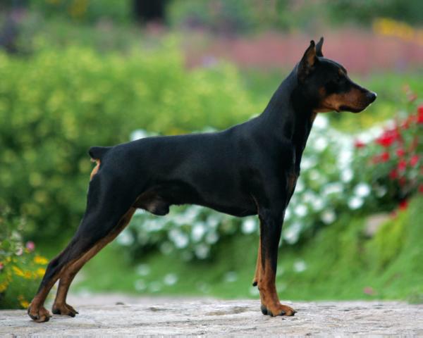 Dark Angels Unbelievable Pohaku | German Pinscher 