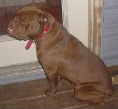 HillBully's Maizey of Goddog's | Olde English Bulldogge 