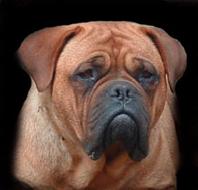 Shemyaza Of Whitevalley | Dogue de Bordeaux 