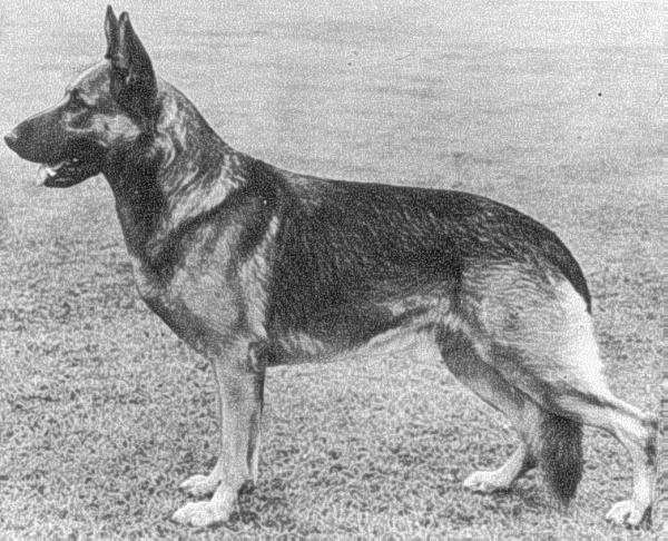 Grimm von der Fährmühle | German Shepherd Dog 