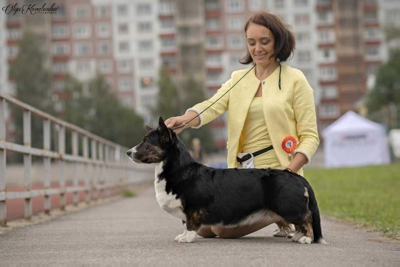 Elfborg Darck Daisy | Cardigan Welsh Corgi 