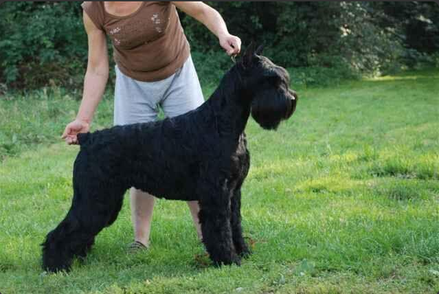 Dakota Z Tartaku | Giant Schnauzer 