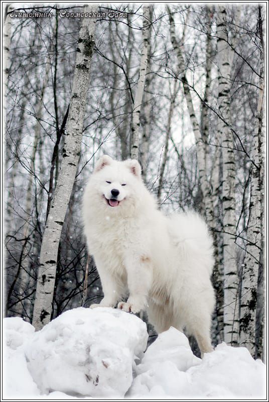 Sormovskaya Zarya Shogol Snezhnyi | Samoyed 