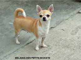 BELAMIE DES PETITS MICKEYS-PC/FV | Chihuahua 