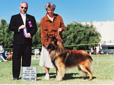 After Shock Force Of Nature | Belgian Tervuren 