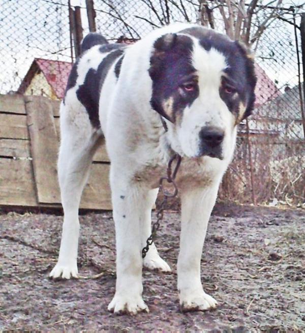 Beretta Sacksonyia | Central Asian Shepherd Dog 