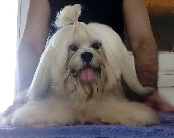 Caneleone La Isla Bonita | Lhasa Apso 