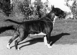 Turkshead Duncan Of Widgery | Bull Terrier 