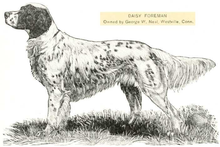 Daisy Foreman | English Setter 